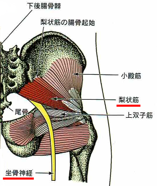 梨状筋