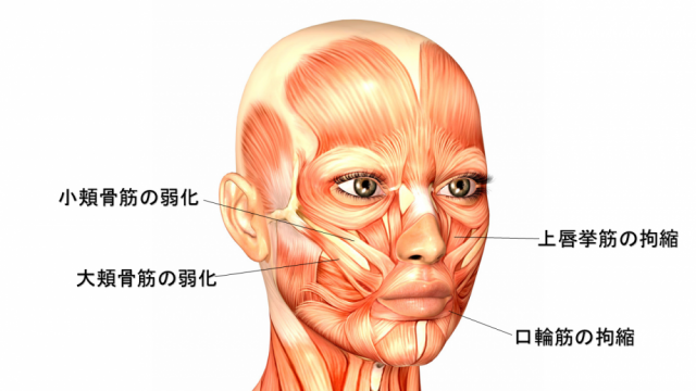 ほうれい線