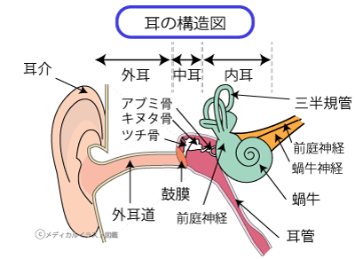 耳の図